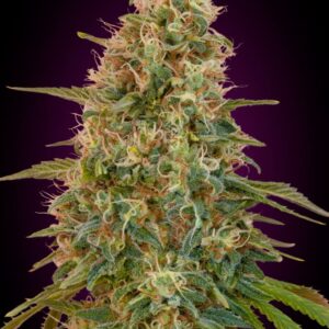 Zkittlez Auto Feminised Seeds - 5