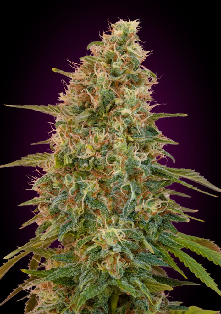 Zkittlez Auto Feminised Seeds - 5