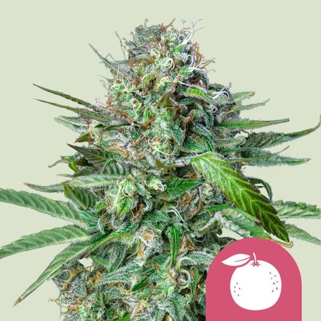Tangie Feminised Seeds - 3