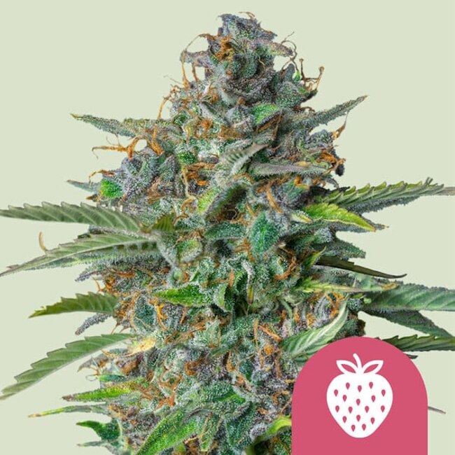 Strawberry Cough Feminised Seeds - 1