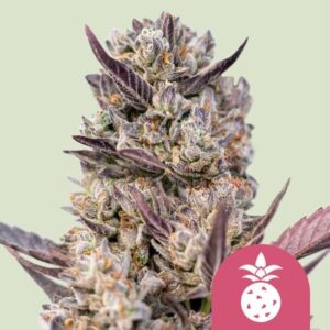 Tropicana Cookies Purple Feminised Seeds - 1
