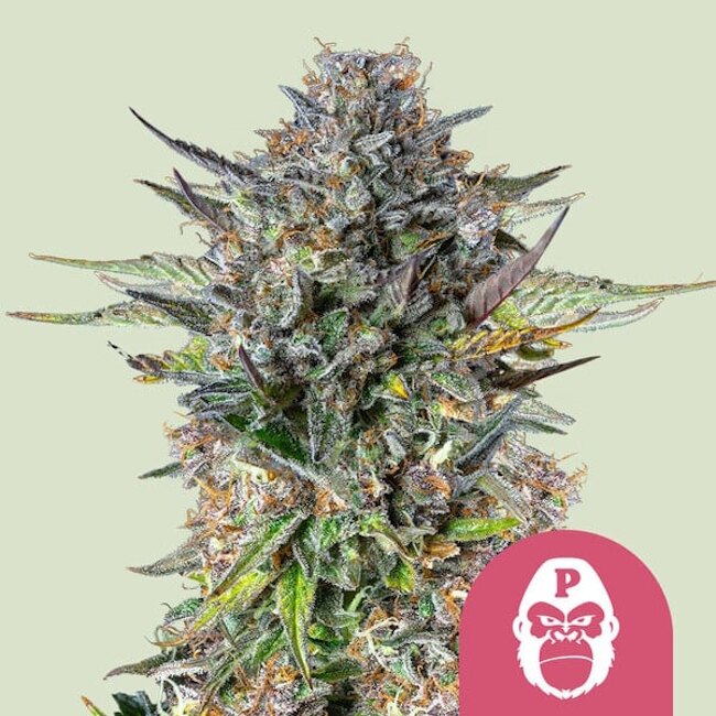Pink Gorilla Feminised Seeds - 3