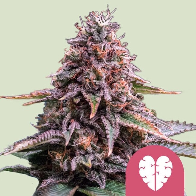 Pink Mist Feminised Seeds - 1