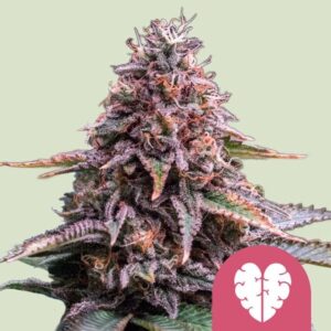 Pink Mist Feminised Seeds - 3