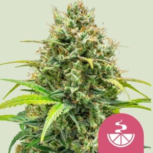 Lemon Skunk Feminised Seeds - 3