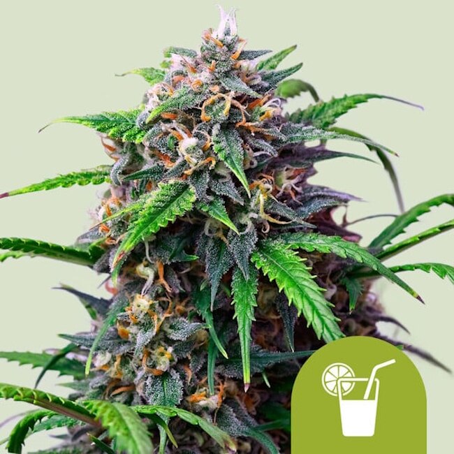 Purple Lemonade Auto Feminised Seeds  -1