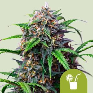 Purple Lemonade Auto Feminised Seeds - 3
