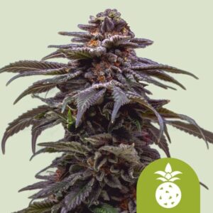 Tropicana Cookies Purple Auto Feminised Seeds - 3