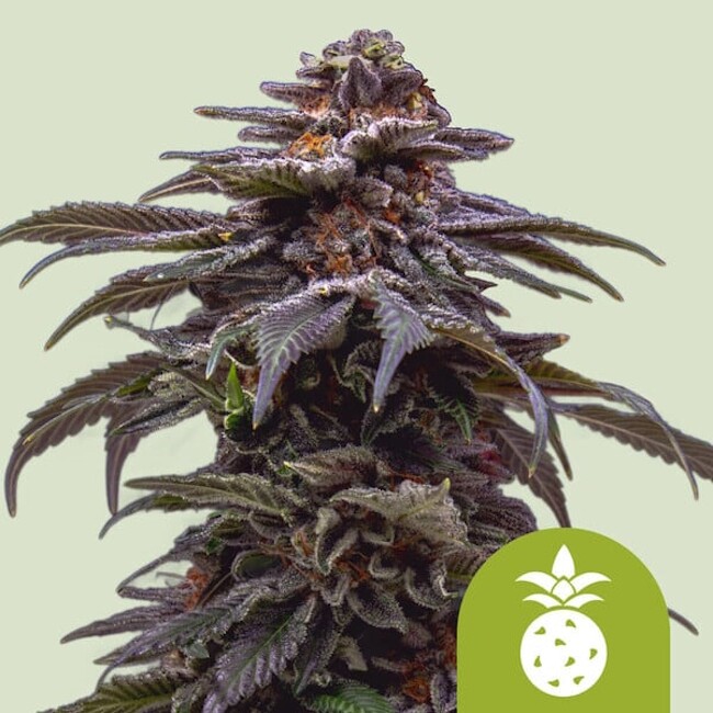 Tropicana Cookies Purple Auto Feminised Seeds - 3