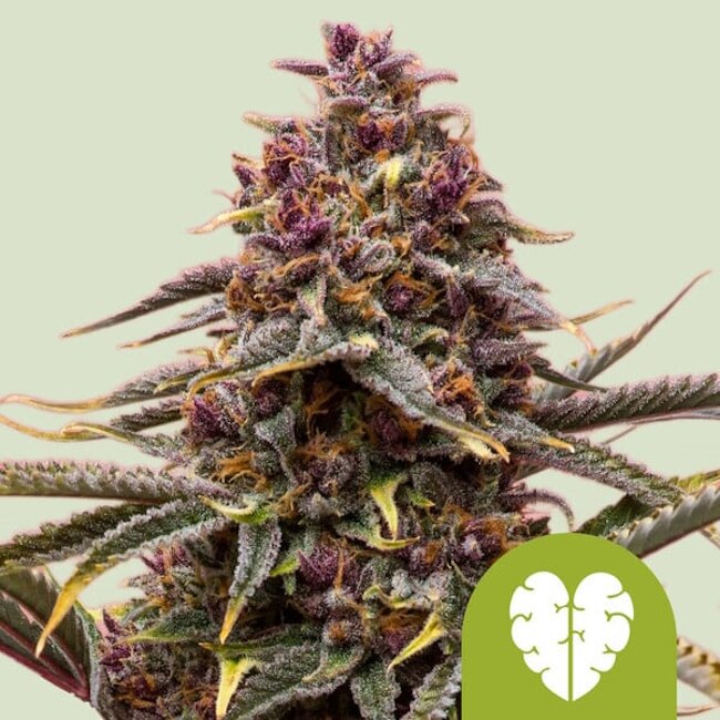 Pink Mist Auto Feminised Seeds - 1