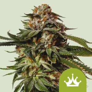 Special Queen 1 Auto Feminised Seeds - 1