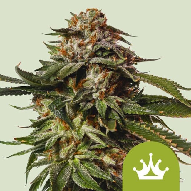 Special Queen 1 Auto Feminised Seeds - 1