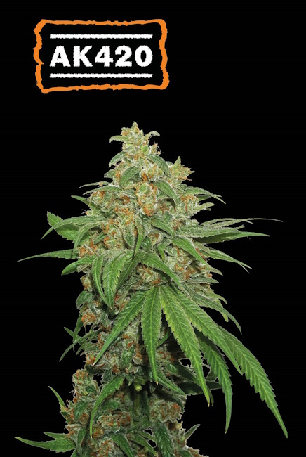 AK420 Auto Feminised Seeds - 3