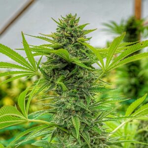 Clementine Slush Feminised Seeds - 6
