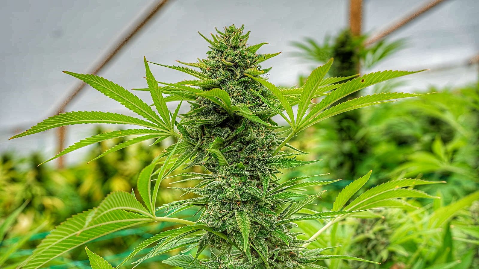 Clementine Slush Feminised Seeds - 6