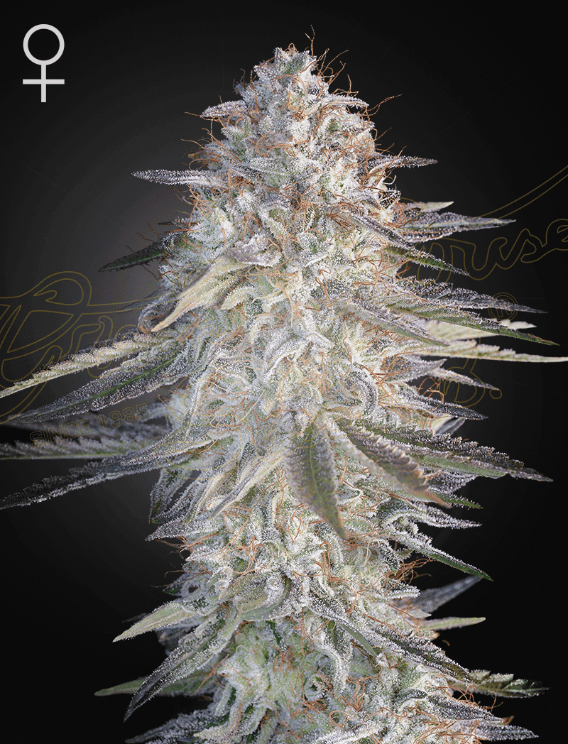 Super Lemon Haze x Pink Candy Feminised Seeds - 5