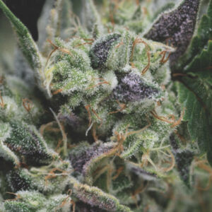 Gorila Auto Feminised Seeds - 3