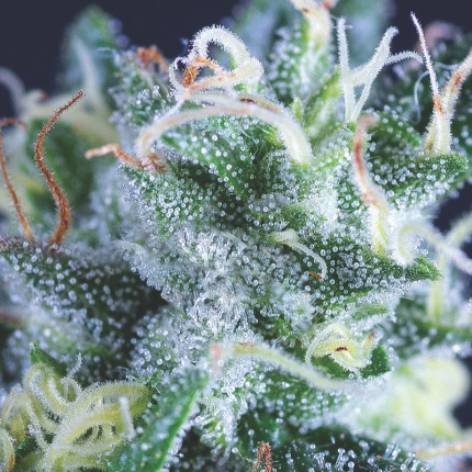 Gelato Auto Feminised Seeds - 3
