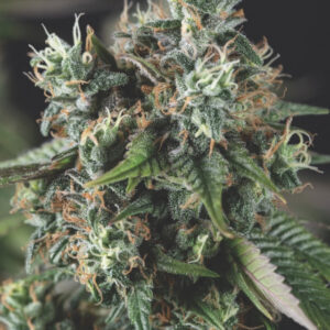 Do Si Dos Auto Feminised Seeds - 5